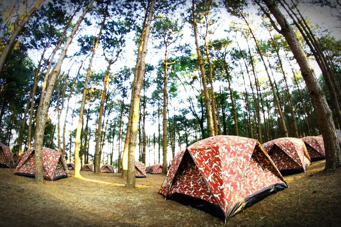 Tents in a forest, illustrating the health benefits of camping